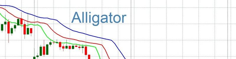 Alligator